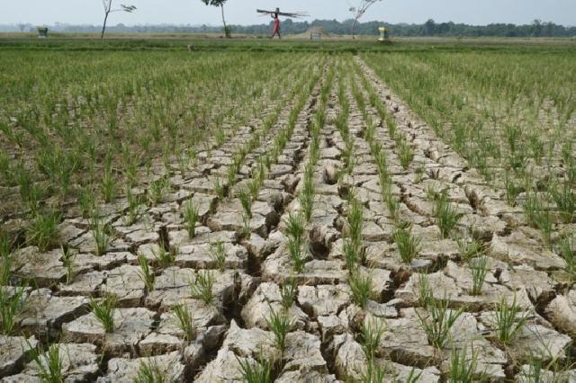 Kemarau, Petani di Kuansing Riau mulai Resah