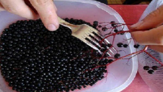 Hebat! Buah Ini Mampu Membunuh Semua Virus di Dalam Tubuh