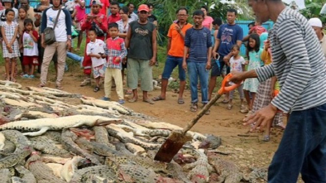 Pembantaian 300 Buaya oleh Warga di Papua Hebohkan Media Dunia