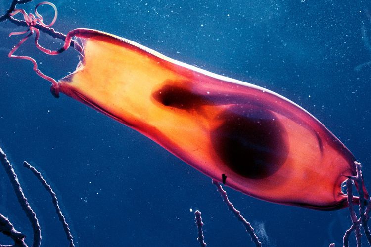 Begini Ternyata Bentuk Telur Hiu