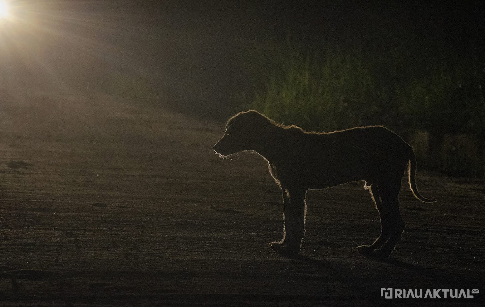 Proses Hukum Terhadap Pencuri dan Penadah Anjing Peliharaan Terus Berjalan, KPHI: Biar ada Efek Jera