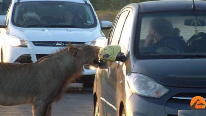 Saat-saat Menakutkan, Seekor Singa Coba Buka Pintu Mobil