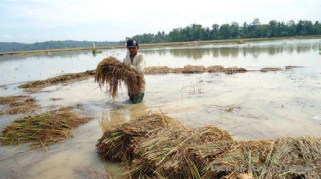Gagal Panen Akibat Banjir, Warga Pulau Sarak Kecewa ke Pemerintah