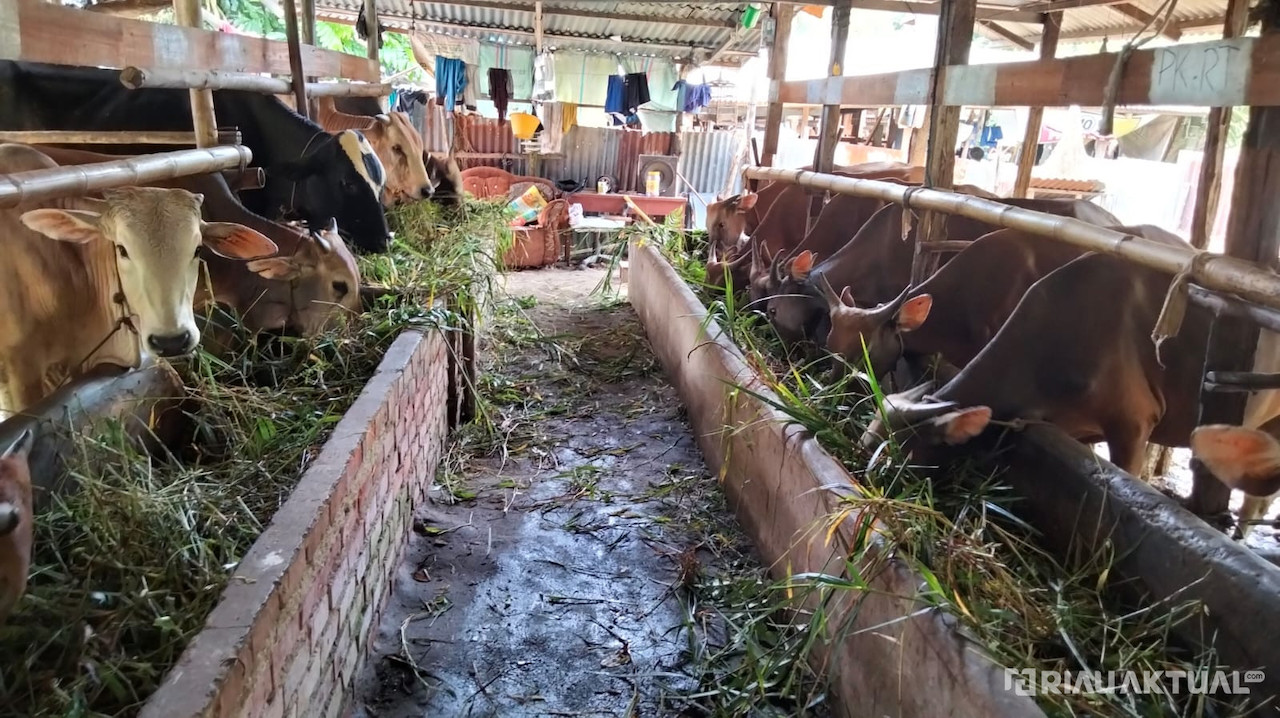 PWI Riau Kurban 5 Sapi dan 2 Kambing, Perkuat Solidaritas dan Kepedulian Sosial