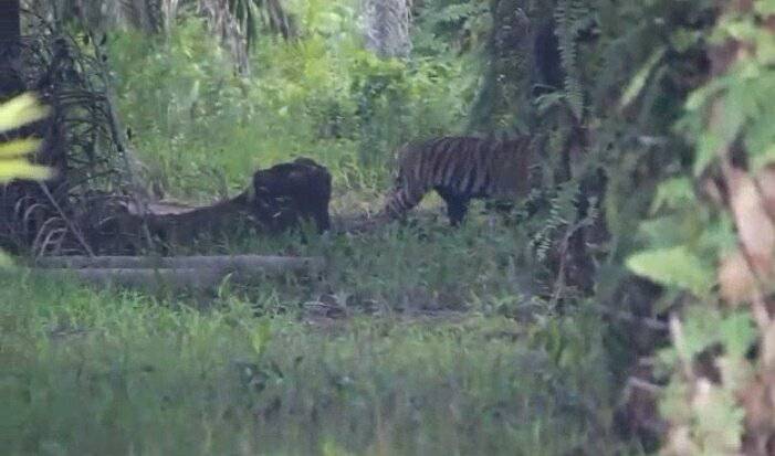 BBKSDA Riau Datangkan Pawang Dari Aceh Tangkap Boni dan Bonita