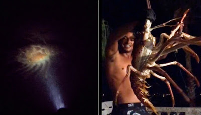 Nelayan Tangkap Lobster Raksasa, Ukurannya Bikin Merinding