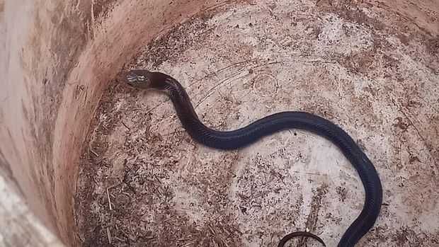 Teror Belum Usai, Induk Kobra di Citayam Masih Mengintai