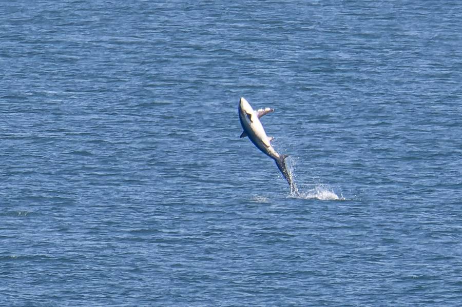 Tak Biasa, Hiu Besar Loncat dari Permukaan Laut