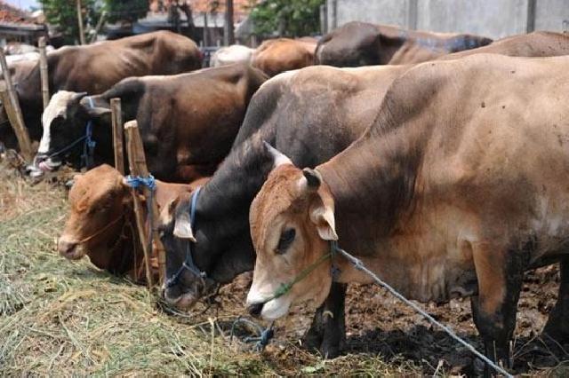 Sebanyak 1.510 Ekor Hewan Kurban di Inhu