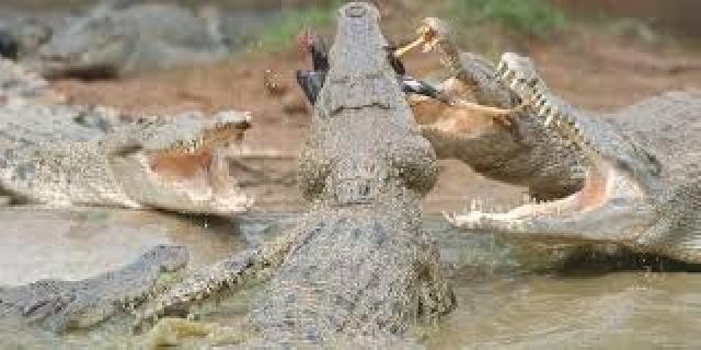 Pasca Banjir, Warga Bonai Was-Was Munculnya Hewan Predator