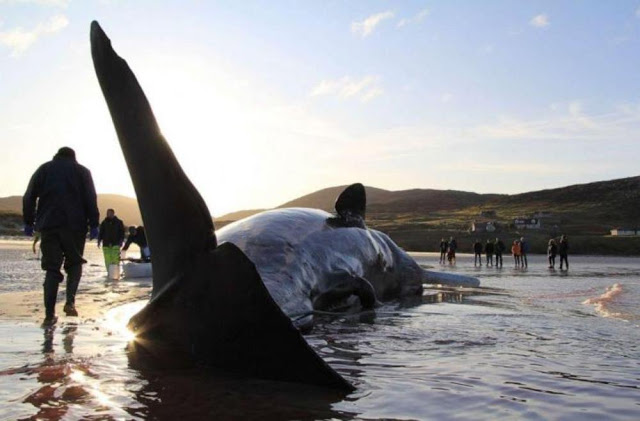 Memprihatinkan, Paus Jumbo ini Mati dengan 100 Kg Sampah di Perutnya