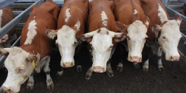 Dongkrak Populasi Sapi, Pemkab Rohil Lakukan Inseminasi Buatan