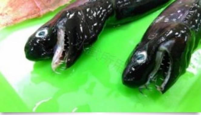 Penemuan Hiu Mengerikan Bertaring Ular