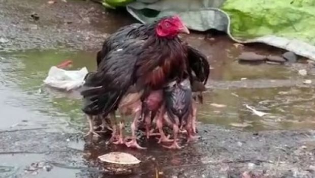 Haru.. Pengorbanan Induk Ayam ini untuk Anak-anaknya Bikin Terenyuh