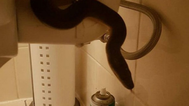 Mengerikan, Ular Piton Bersembunyi di Pipa Kamar Mandi
