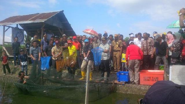Bupati Rohil Hadiri Panen Raya Ikan Patin Koperasi BUB