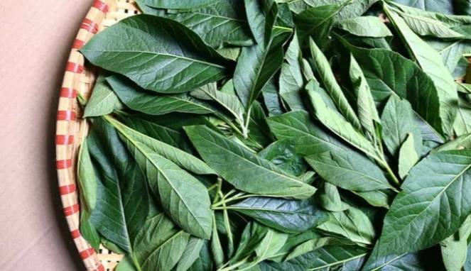 Daun Afrika, Bahan Alami Bisa Turunkan Kadar Asam Urat