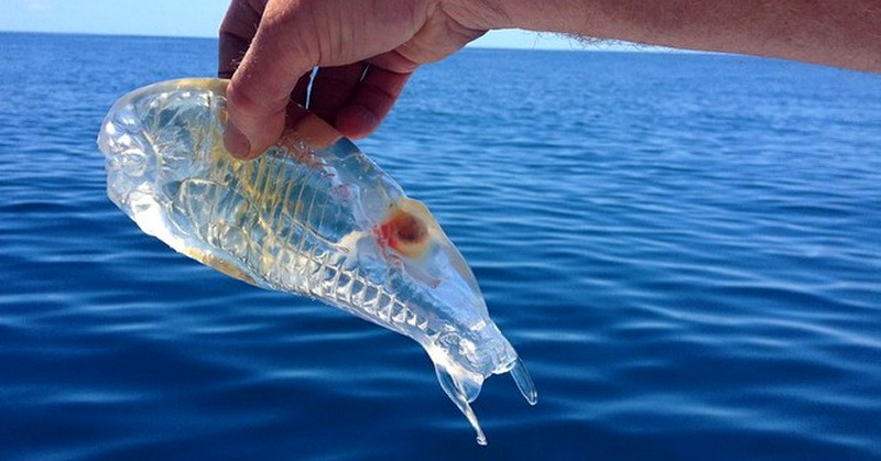 Ikan Unik Mempesona Terlihat di Selandia Baru