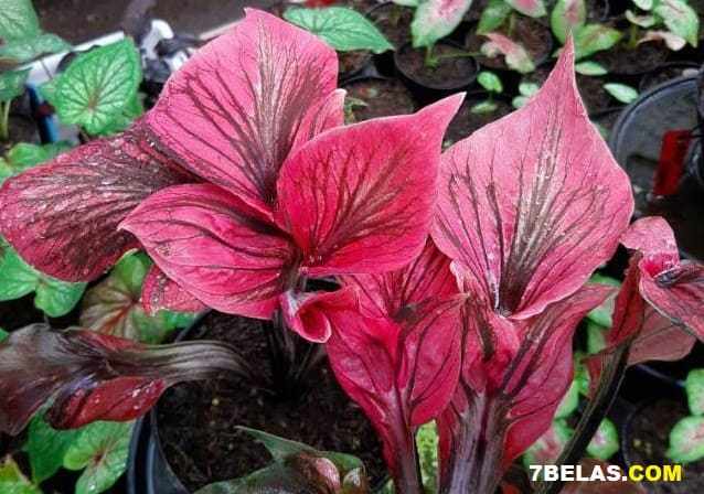 4 Jenis Bunga Keladi Mahal di Indonesia, Kamu Mau Beli yang Mana?