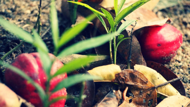 Budidaya Tanaman Mahkota Dewa dari Biji dan Cangkok