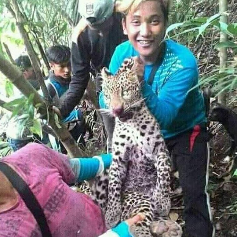 BKSDA Jabar Masih Investigasi Pelaku Perburuan Macan Tutul