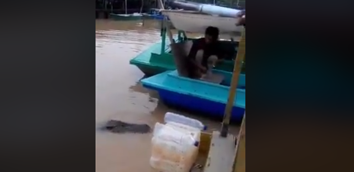 Viral! Buaya Muncul di Pelabuhan, Warga Santai Malah Kasih Makan