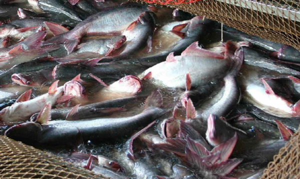 Budidaya Ikan Patin di Siak Menjanjikan