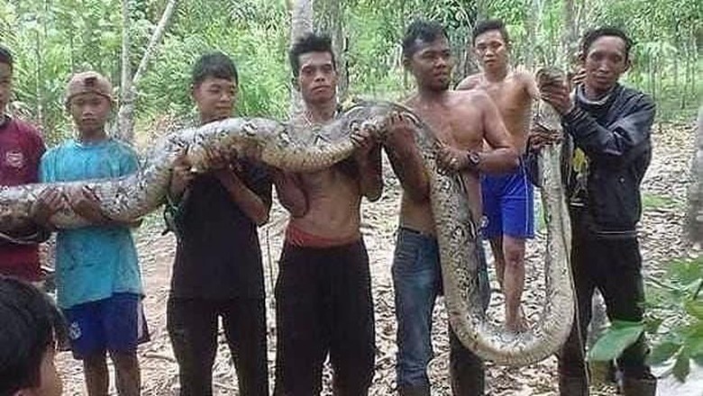BKSDA Cek Kabar Ular Piton 'Raksasa' Ditangkap Warga