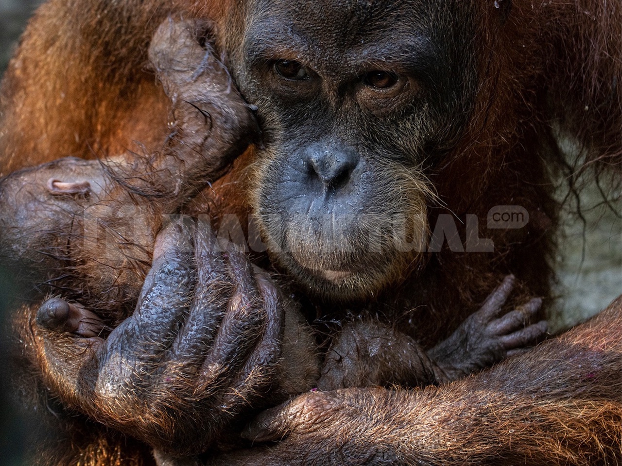 Ade, Bayi Orangutan Pertama Susi, Lahir Sehat di Kasang Kulim