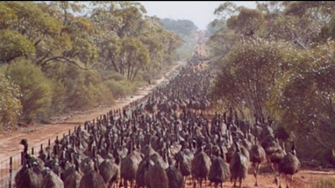 Kisah Militer Australia Kalah Perang Melawan Burung Emu