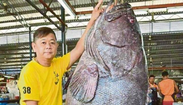 Tangkap Ikan Kerapu Raksasa, Nelayan Ini Untung Besar