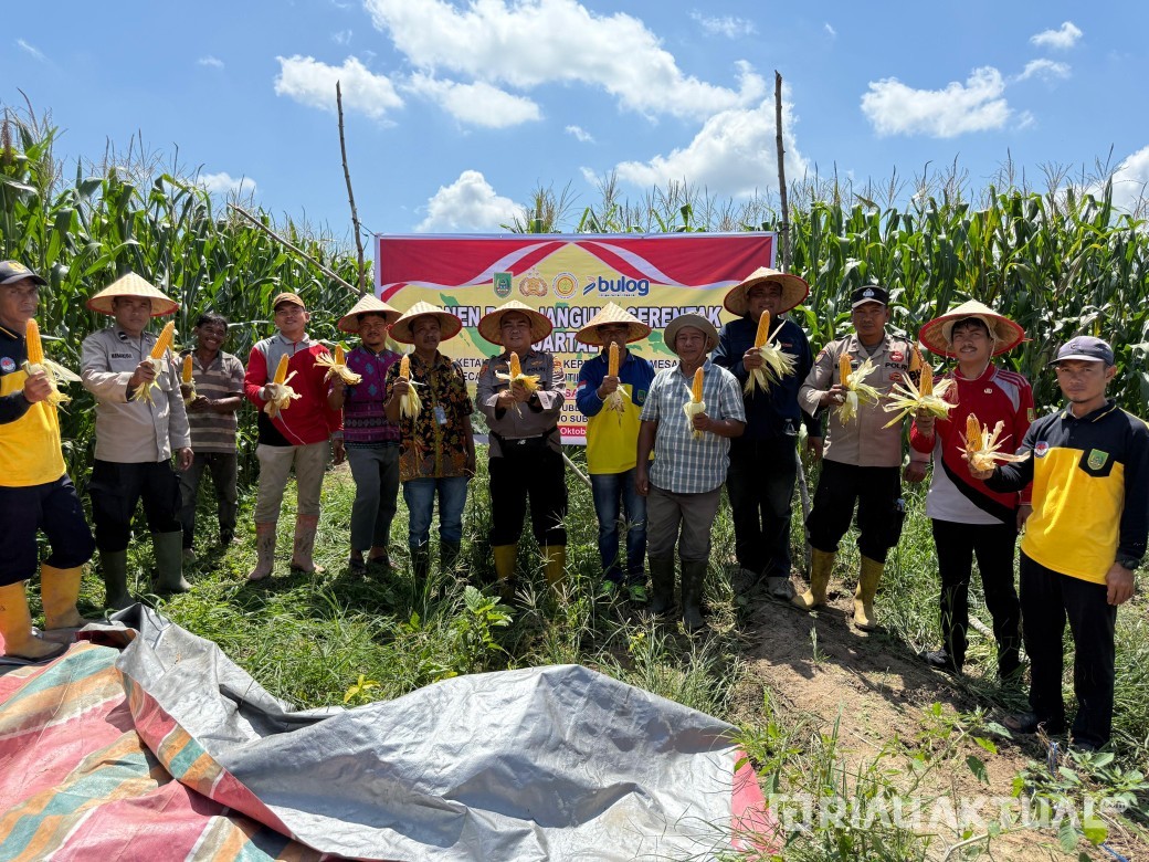 Kapolsek TPTM Panen Raya Jagung dengan Petani di Rokan Hilir Capai 8 Ton