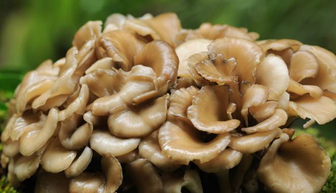 Maitake, Jamur Lezat yang Bantu Obati Kanker