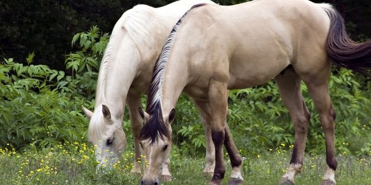 KPK Bingung Urus 2 Kuda Dari Jokowi, Akhirnya Dititipkan ke Istana Bogor