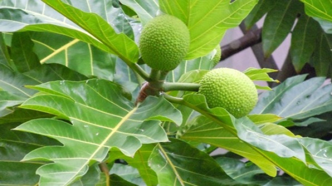 Menakjubkan, Daun Sukun Obati Batu Ginjal Tanpa Operasi