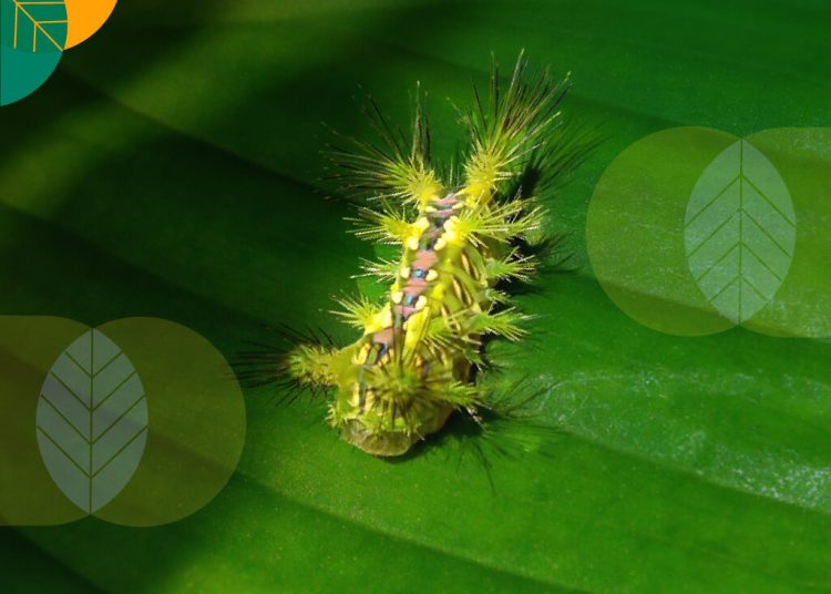 Viral Ulat Bulu Beracun Bisa Sebabkan Kematian, Kemenkes: Hoax!