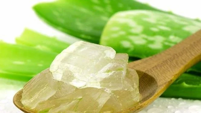 Delapan Efek Samping Serius Lidah Buaya yang Tidak Boleh Disepelekan