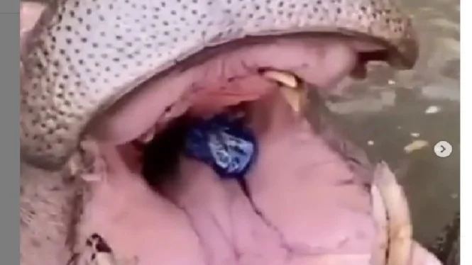 Heboh, Video Pengunjung Taman Safari Beri Makan Kuda Nil Botol Plastik