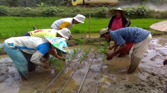Bupati Berharap Petani Siak kecil Tetap Konsisten Tanam Padi