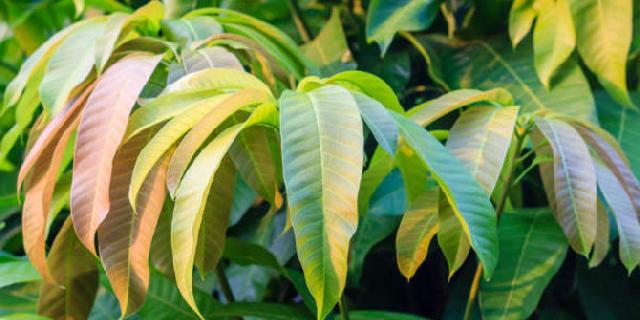 Daun Mangga Bermanfaat Untuk Kesehatan Tubuh? Ini 8 Buktinya