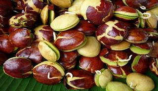 Tak Disangka, Ternyata Jengkol Berkhasiat Cegah Kanker