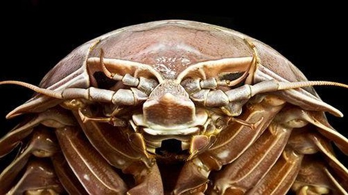 LIPI Temukan Hewan Mirip Kecoak Berukuran Raksasa di Selat Sunda