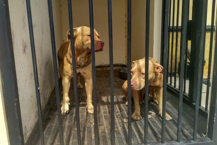 Anjing Pembunuh Seorang Kakek Dikerangkeng, Pemiliknyapun Resmi Ditahan Polisi