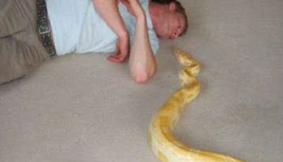 Waah.. Seorang Pria Ditemukan Tewas di Samping Piton Peliharaannya