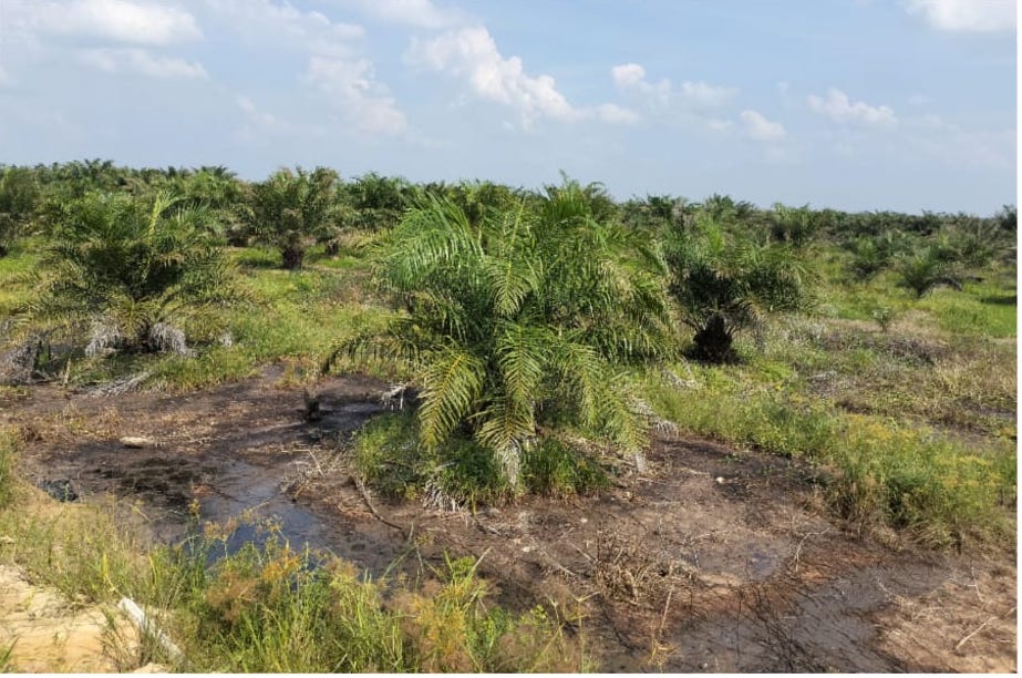 Limbah PT Pertamina Hulu Rokan Diduga Cemari Lingkungan di Kabupaten Rohil
