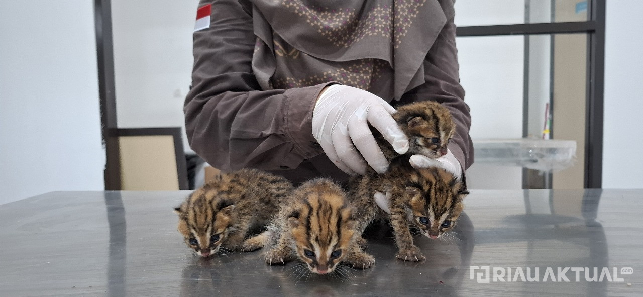 Empat Anak Kucing Hutan Mengapung di Kebun Sawit, Kini Dirawat BBKSDA Riau