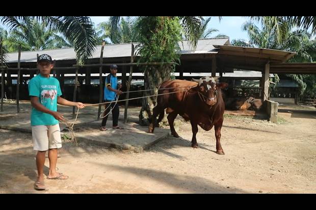 Presiden Jokowi Kurban Sapi Limosin Seberat 1,6 Ton, Ini Penampakannya