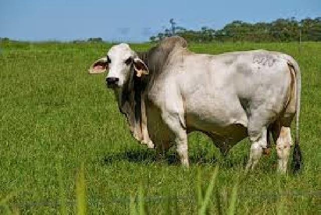 Dari 7 Ekor Hewan Qurban Milik Umri, 3 Ekor Diantaranya akan Diserahkan Kepada Masyarakat