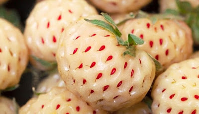 Hula Berry, Buah Mirip Stroberi dengan Rasa Nanas