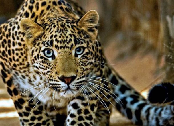 Macan Tutul Dipukuli Sampai Mati, Gigi dan Kukunya Dicabut lalu Diarak Keliling Kampung